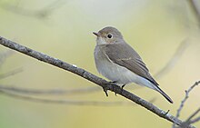 Qizil ko'krakli Flycatcher (Ficedula parva) .jpg