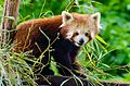 Red Panda (18953120134).jpg