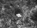 Thumbnail for File:Reed-nest of magnolia warbler.png