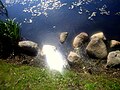 Reflection in lake at park in Gdynia-Obłuże