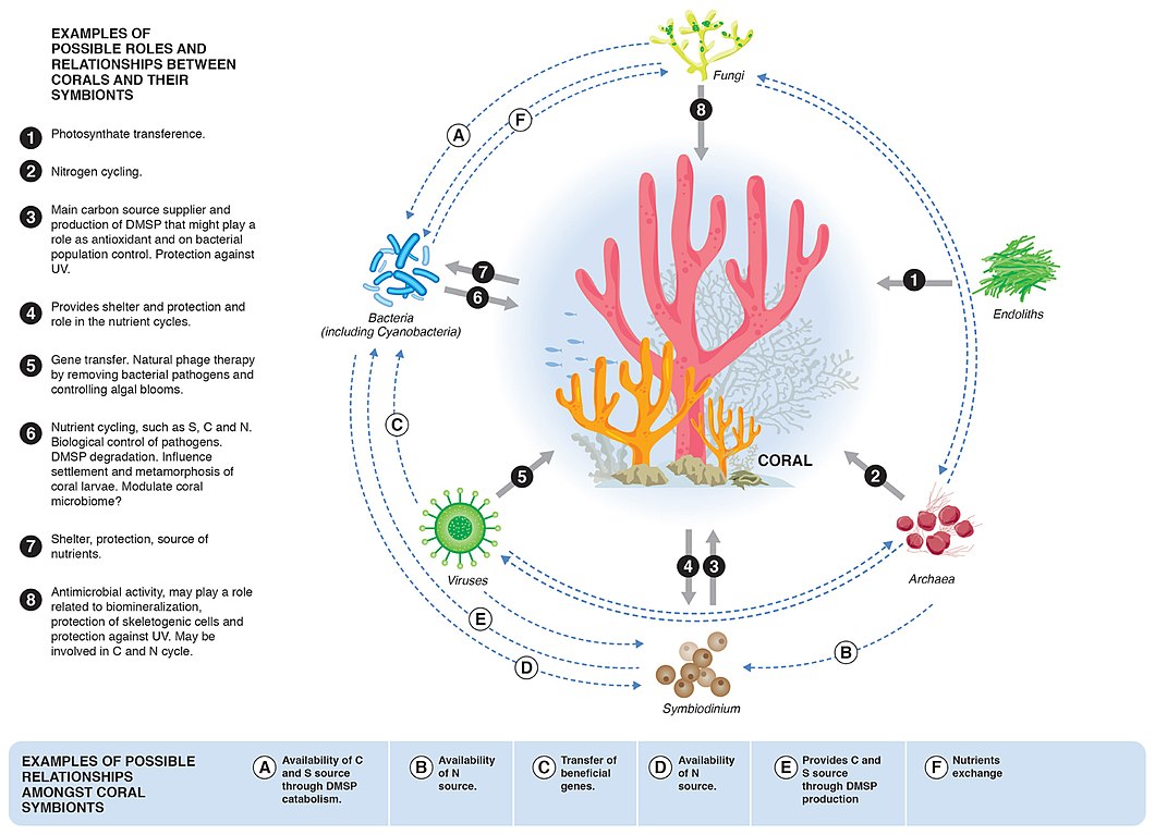 Relationships between corals and their microbial symbionts [63]
