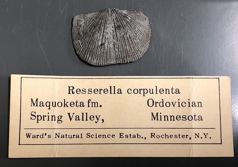 File:Resserella corpulenta.jpg