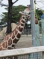 Reticulated Giraffe