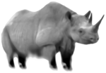 Rhinoceros.png
