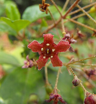 <i>Ribes viburnifolium</i> Species of flowering plant