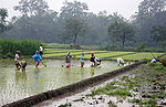 Thumbnail for Rice production in Indonesia