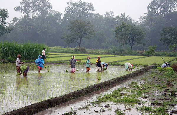 Javanese women planting rice in a ricefield near Prambanan, Yogyakarta