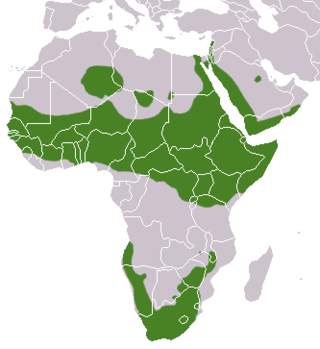 Мапа поширення дамана