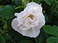 Rosa Hybrid Rugosa