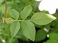 Rosa canina pálhalevelei a levélnyél tövénél