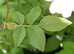 Leaf of dog rose (Rosa canina), showing the petiole, two leafy stipules, the rachis, and five leaflets Rosa canina blatt 2005.05.26 11.50.13.jpg
