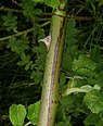 Ruwe viltroos (Rosa pseudoscabrius-cula)