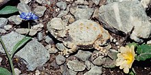 Roundtail Horned Lizard (Phrynosoma modestum), Municipality of Tula, Tamaulipas, Mexico (15 August 2004) Roundtail Horned Lizard (Phrynosoma modestum), Municipality of Tula, Tamaulipas, Mexico (15 August 2004).jpg