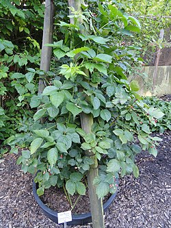 Rubus nessensis - Botanischer Garten, Frankfurt am Main - DSC02458.JPG