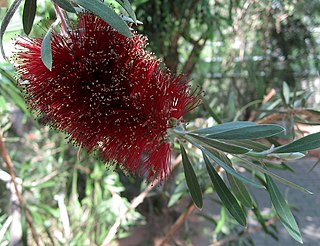 <i>Melaleuca pachyphylla</i> Species of flowering plant