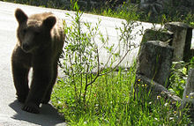 Frei lebender Braunbär in der Nähe von Sinaia, Rumänien