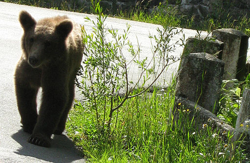 Rumaenien baer bei sinaia im juli 2007