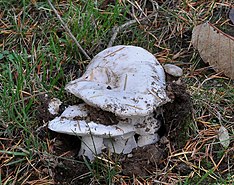 Группа белых грибов, выходящих из земли