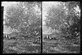 Ryders Pond (Strome Kill), Ralph and Marshall, Hedge and Bitter Sweet, Avenue T and Marsh Street, Brooklyn, ca. 1899-1909 (5833476868).jpg