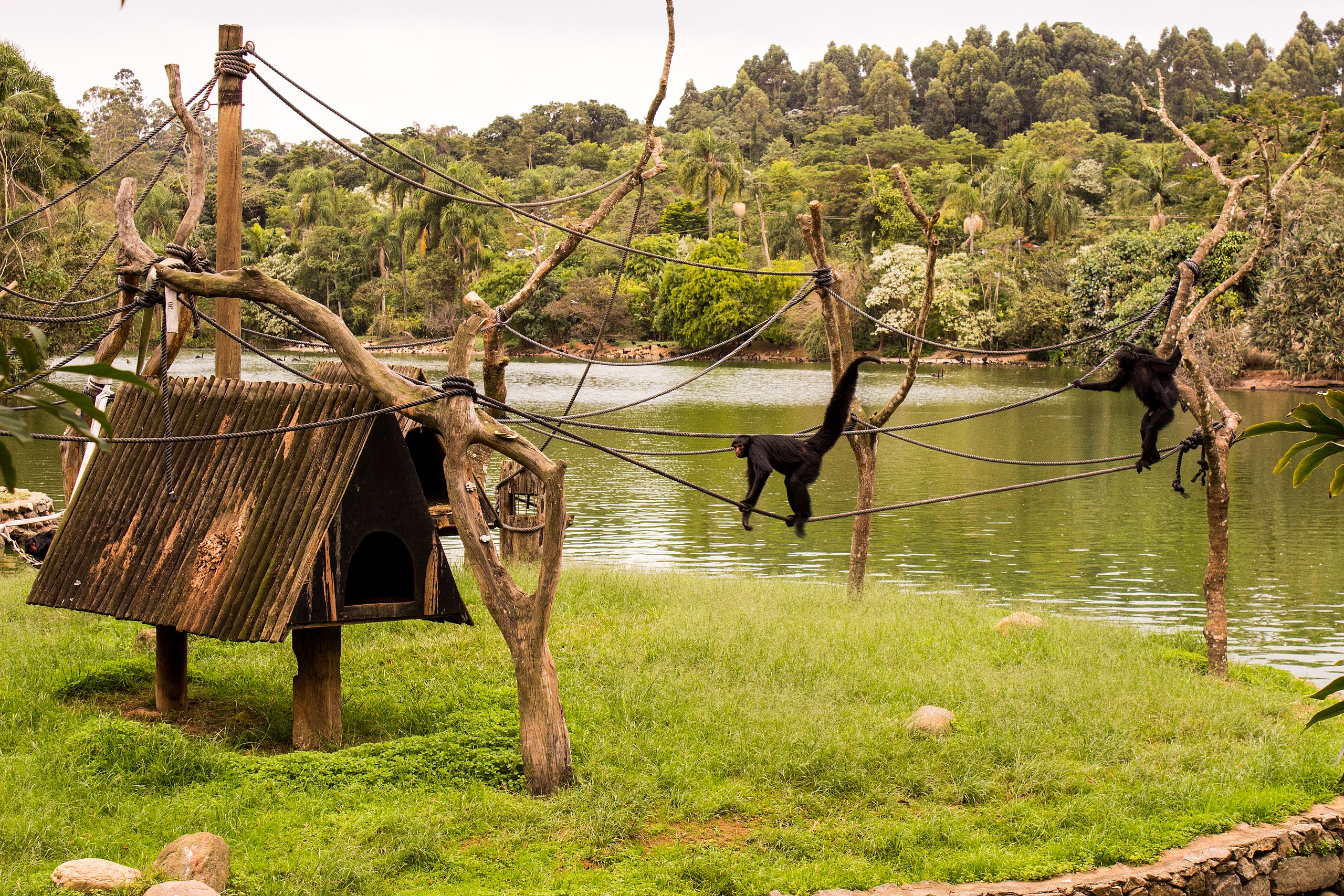 Macaco-aranha-de-cara-vermelha