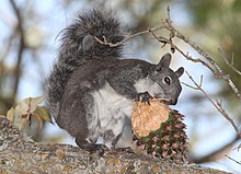 A western gray squirrel eating a pine seeds from a pine cone SQUIRREL, WESTERN GRAY (scurius griseus) (8-21-09) santa margarita lake, slo co, ca -01 (3843297381).jpg