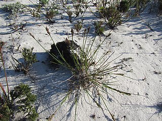 <i>Schoenus auritus</i> Species of grass-like plant