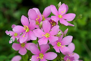 Sabatia angularis 3.jpg