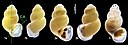 Sadlerianinae (10.3897-zookeys.955.51983) Plate 1.jpg