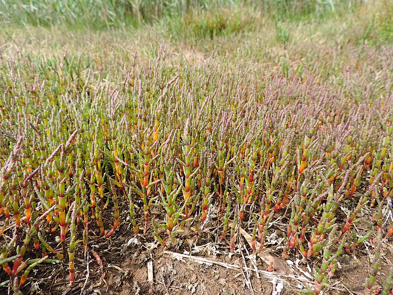 File:Salicornia europaea kz13.jpg