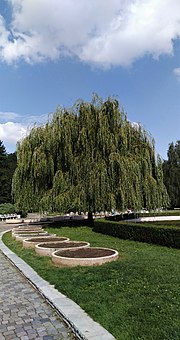 Thumbnail for File:Salix babylonica South Park Sofia.jpg