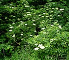 Sambucus nigra1 ies.jpg