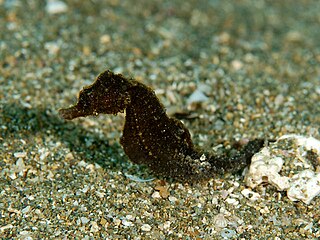 Japanese seahorse Species of fish