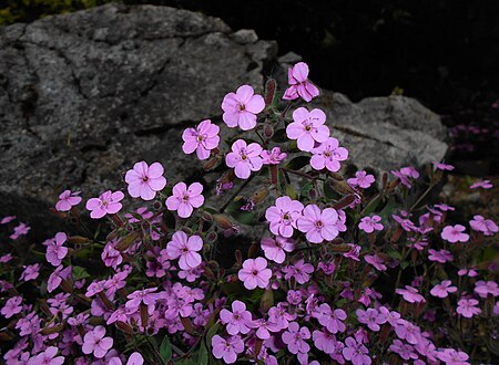 Saponaria ocymoides