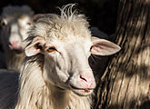 Sardinian sheep
