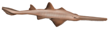 Sawfish-programmets logotyp