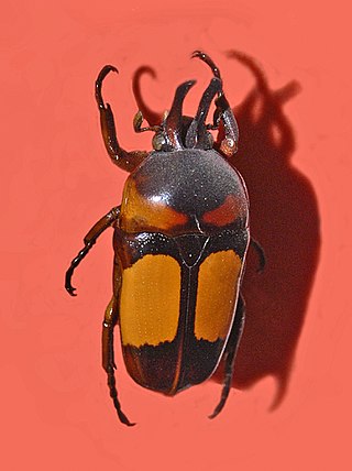 <i>Dicheros bicornis</i> Species of beetle