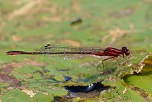 Скарлет Блюет damselfly.jpg