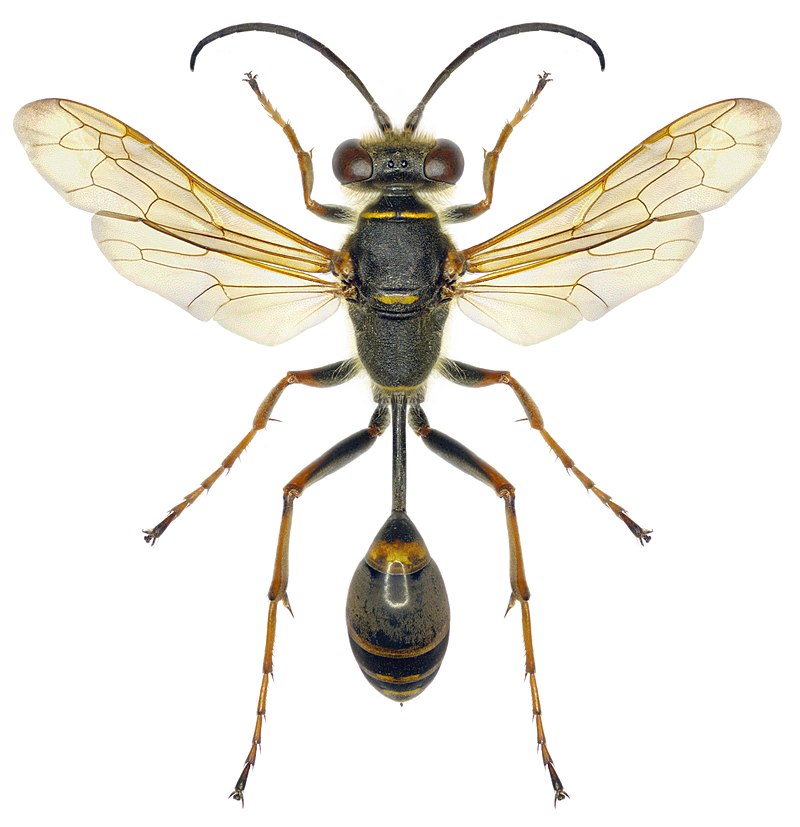 Mud dauber - Wikipedia