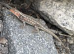 Sagebrush Lizard