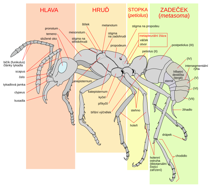 File:Scheme ant worker anatomy-cs.svg