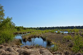 Schleswig-Holstein, Fockbek, Naturschutzgebiet Fockbeker Moor NIK 1753.jpg