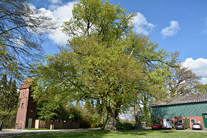 Schleswig-Holstein, Lutzhorn, Naturdenkmal 49-02 NIK 2930.JPG