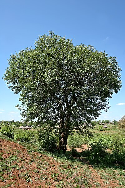 File:Schotia brachypetala 20D 4027.jpg