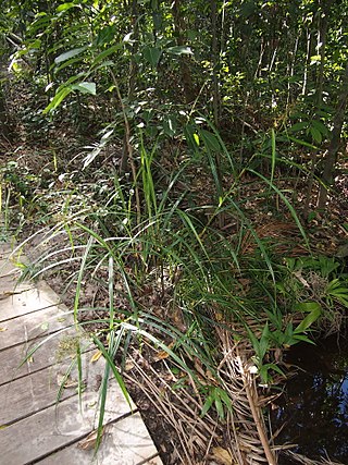 <i>Scleria terrestris</i> Species of grass-like plant