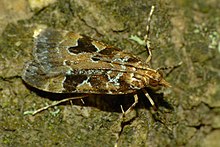 Observation of a live moth. Scoparia ustimacula 1649208.jpg