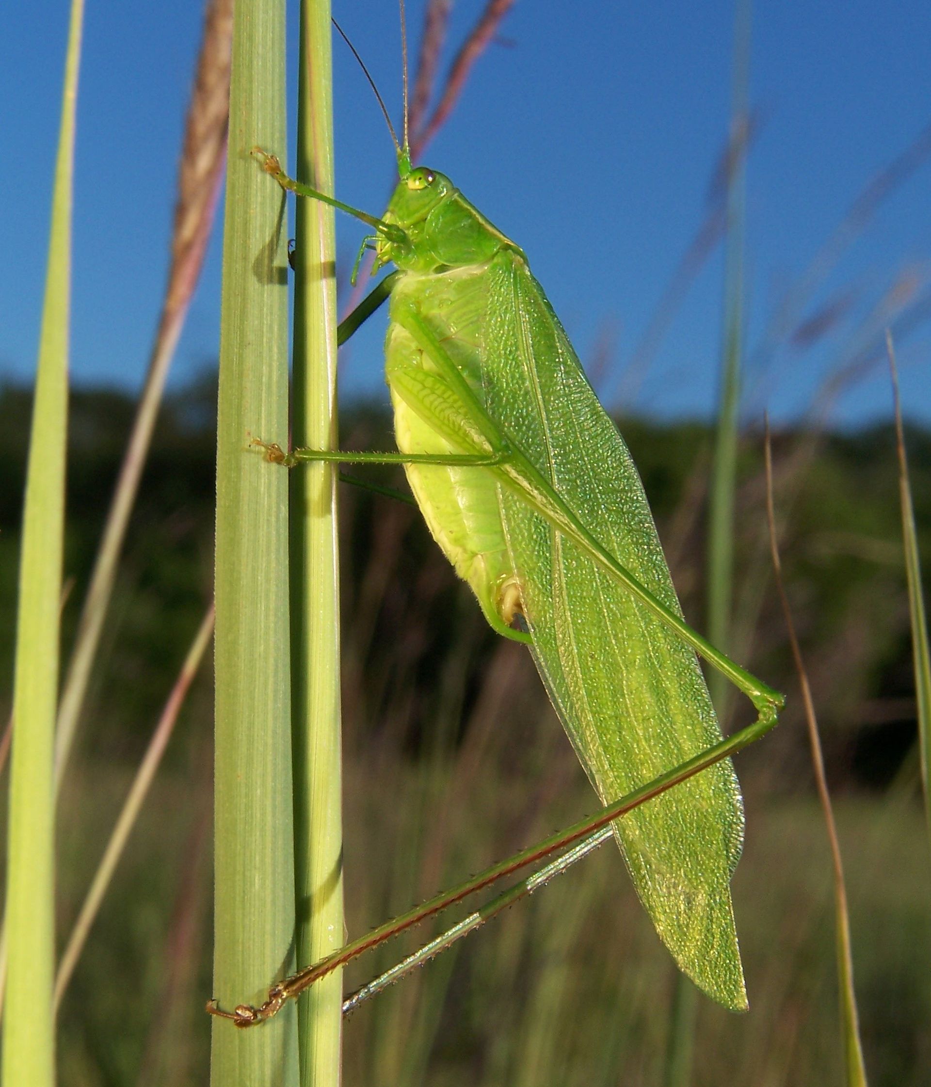 Camouflage 2.1.1