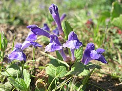 Scutellaria tuberosa 001. jpg