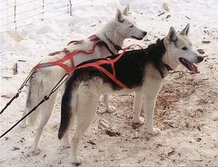 Fail:Seppala_Siberian_Sleddog.jpg