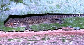 Seychelles Bronze gecko (2).jpg