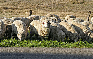 Sheep eating grass.jpg